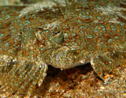 Flatfish. I believe this is a Panther Flounder. I found h... by Mathew Cook 